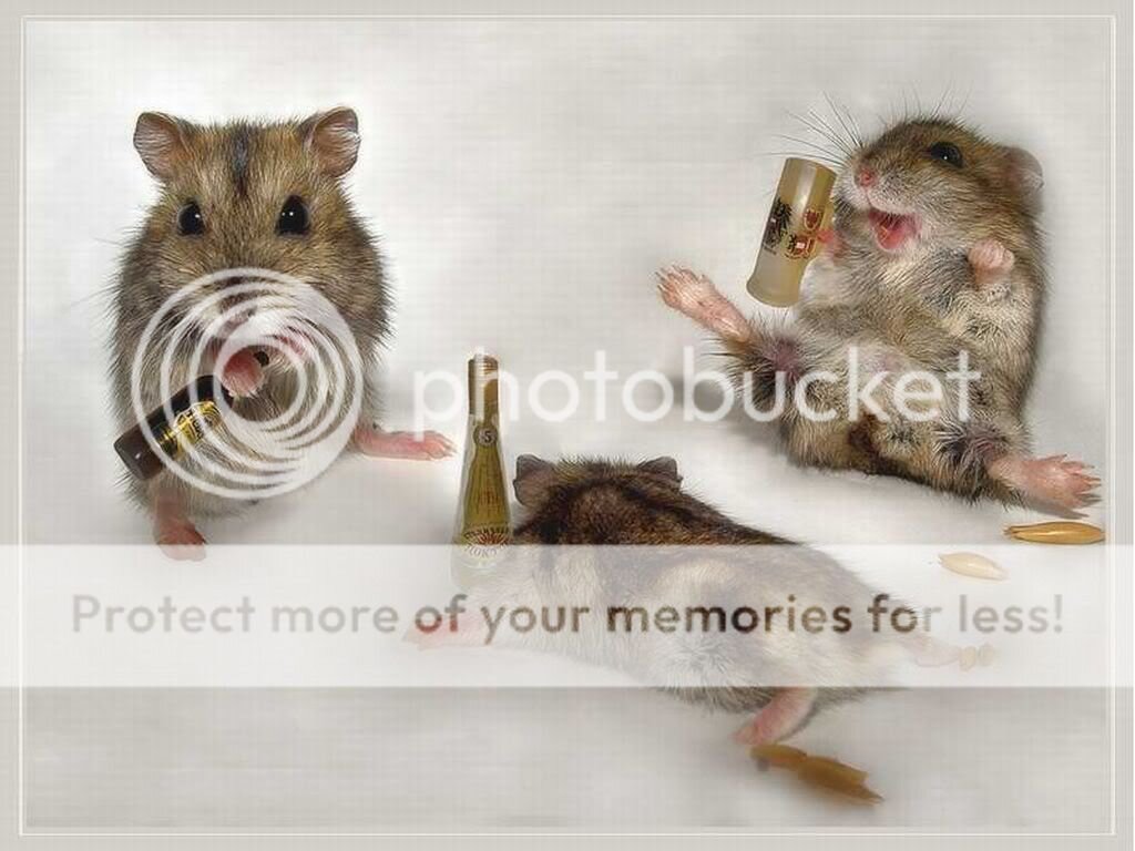 drunk-mice-animal-humor.jpg